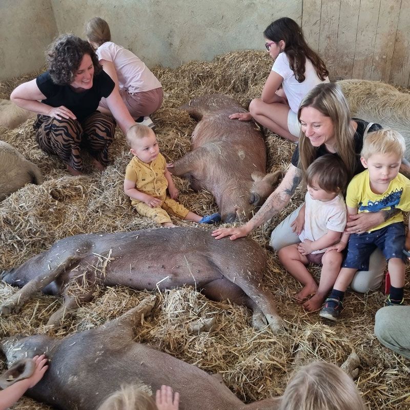 Schweine auf dem Hof Narr